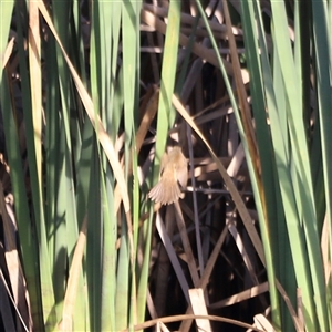 Acrocephalus australis at Yarralumla, ACT - 5 Jan 2025