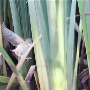 Acrocephalus australis at Yarralumla, ACT - 5 Jan 2025