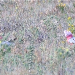 Eolophus roseicapilla at Yarralumla, ACT - 5 Jan 2025