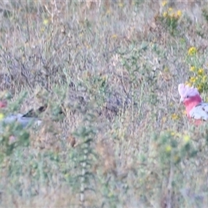 Eolophus roseicapilla at Yarralumla, ACT - 5 Jan 2025 06:52 AM