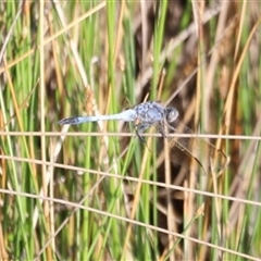 Orthetrum caledonicum (Blue Skimmer) at Yarralumla, ACT - 4 Jan 2025 by JimL