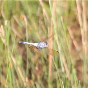 Orthetrum caledonicum at Yarralumla, ACT - 5 Jan 2025