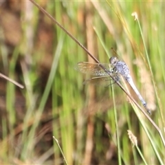 Orthetrum caledonicum at Yarralumla, ACT - 5 Jan 2025