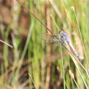 Orthetrum caledonicum at Yarralumla, ACT - 5 Jan 2025 06:56 AM