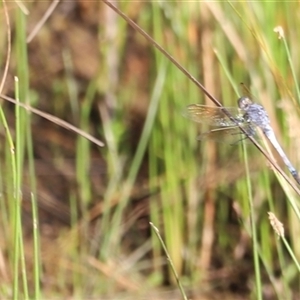 Orthetrum caledonicum at Yarralumla, ACT - 5 Jan 2025 06:56 AM