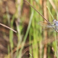 Orthetrum caledonicum at Yarralumla, ACT - 5 Jan 2025