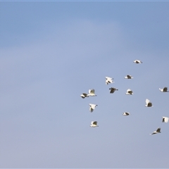 Cacatua galerita at Yarralumla, ACT - 4 Jan 2025 by JimL