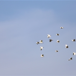 Cacatua galerita at Yarralumla, ACT - 5 Jan 2025