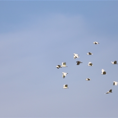 Cacatua galerita at Yarralumla, ACT - 4 Jan 2025 by JimL