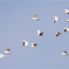 Cacatua galerita at Yarralumla, ACT - 5 Jan 2025