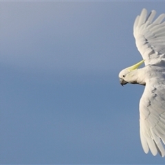 Cacatua galerita at Yarralumla, ACT - 5 Jan 2025