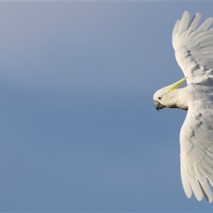 Cacatua galerita at Yarralumla, ACT - 5 Jan 2025 06:57 AM