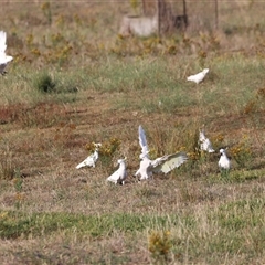 Cacatua galerita at Yarralumla, ACT - 5 Jan 2025