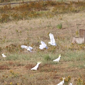 Cacatua galerita at Yarralumla, ACT - 5 Jan 2025