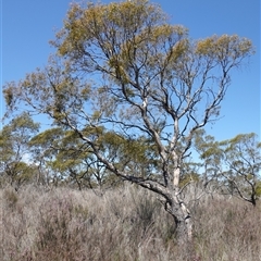 Eucalyptus aggregata (Black Gum) at Bendoura, NSW - 30 Oct 2024 by RobG1