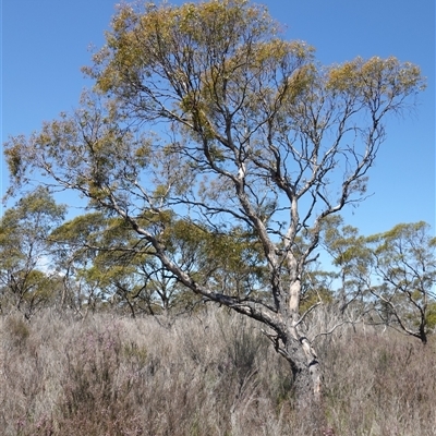 Eucalyptus aggregata (Black Gum) at Bendoura, NSW - 30 Oct 2024 by RobG1