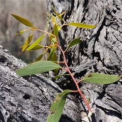 Eucalyptus aggregata at Bendoura, NSW - 30 Oct 2024 01:30 PM