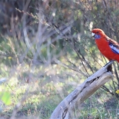 Platycercus elegans (Crimson Rosella) at Yarralumla, ACT - 5 Jan 2025 by JimL