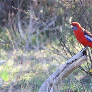 Platycercus elegans at Yarralumla, ACT - 5 Jan 2025