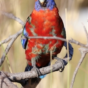 Platycercus elegans at Yarralumla, ACT - 5 Jan 2025