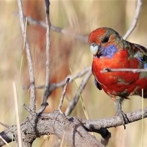 Platycercus elegans at Yarralumla, ACT - 5 Jan 2025