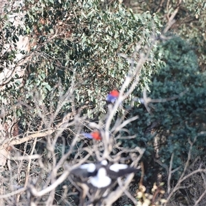 Platycercus elegans at Yarralumla, ACT - 5 Jan 2025