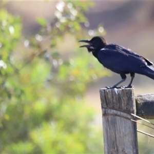 Corvus mellori at Yarralumla, ACT - 5 Jan 2025 07:15 AM