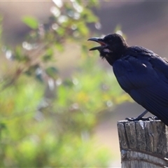 Corvus mellori at Yarralumla, ACT - 5 Jan 2025 07:15 AM