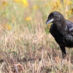 Corvus mellori at Yarralumla, ACT - 5 Jan 2025 07:15 AM