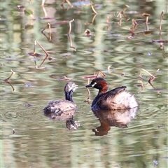 Tachybaptus novaehollandiae (Australasian Grebe) at Yarralumla, ACT - 4 Jan 2025 by JimL