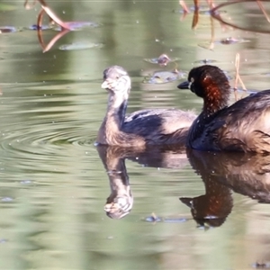 Tachybaptus novaehollandiae at Yarralumla, ACT - 5 Jan 2025