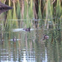 Tachybaptus novaehollandiae at Yarralumla, ACT - 5 Jan 2025