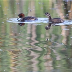 Tachybaptus novaehollandiae at Yarralumla, ACT - 5 Jan 2025