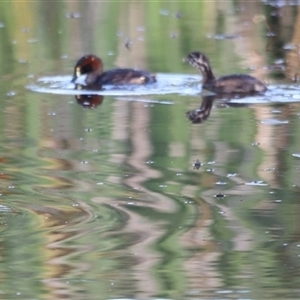 Tachybaptus novaehollandiae at Yarralumla, ACT - 5 Jan 2025