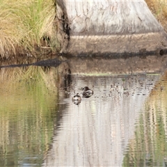 Tachybaptus novaehollandiae at Yarralumla, ACT - 5 Jan 2025