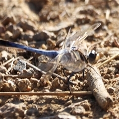 Orthetrum caledonicum (Blue Skimmer) at Yarralumla, ACT - 5 Jan 2025 by JimL