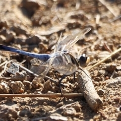 Orthetrum caledonicum at Yarralumla, ACT - 5 Jan 2025 07:06 AM