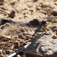 Orthetrum caledonicum at Yarralumla, ACT - 5 Jan 2025