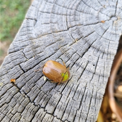 Anoplognathus brunnipennis (Green-tailed Christmas beetle) at Holt, ACT - 5 Jan 2025 by JajiClack