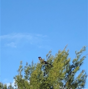 Zanda funerea (Yellow-tailed Black-Cockatoo) at Dunlop, ACT by ploffskinpluffskin