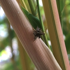 Chrysopidae (family) at Nicholls, ACT - 7 Dec 2024