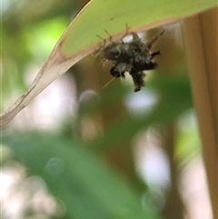 Chrysopidae (family) at Nicholls, ACT - 7 Dec 2024