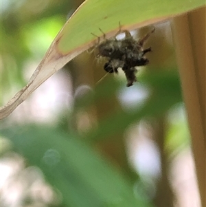 Chrysopidae (family) at Nicholls, ACT - 7 Dec 2024