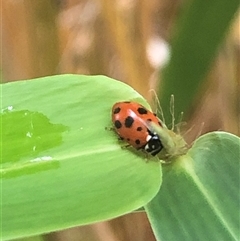 Hippodamia variegata (Spotted Amber Ladybird) at Nicholls, ACT - 7 Dec 2024 by ploffskinpluffskin