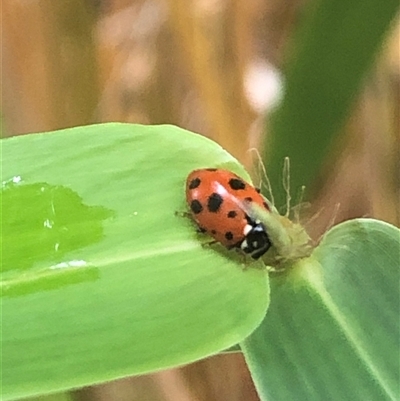 Hippodamia variegata (Spotted Amber Ladybird) at Nicholls, ACT - 7 Dec 2024 by ploffskinpluffskin