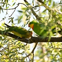 Polytelis swainsonii (Superb Parrot) at Belconnen, ACT - 4 Jan 2025 by Thurstan