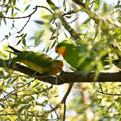 Polytelis swainsonii (Superb Parrot) at Belconnen, ACT - 3 Jan 2025 by Thurstan