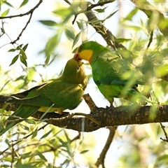 Polytelis swainsonii at Belconnen, ACT - suppressed