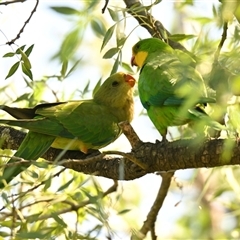 Polytelis swainsonii at Belconnen, ACT - suppressed