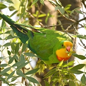 Polytelis swainsonii at Belconnen, ACT - suppressed